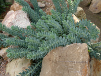 Euphorbia myrsinites.jpg_s.jpg